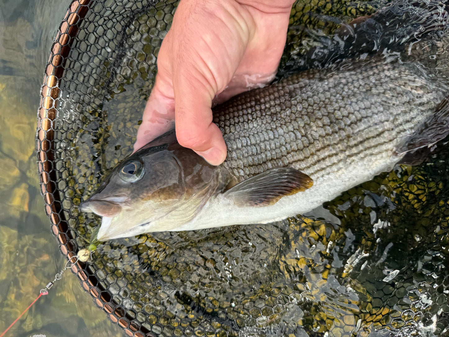 Der Norolan Rizz Rocker