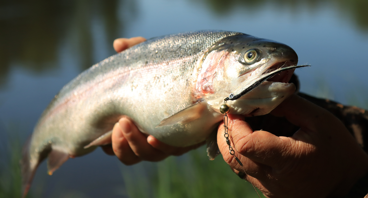 Der Norolan Rebel Rocker